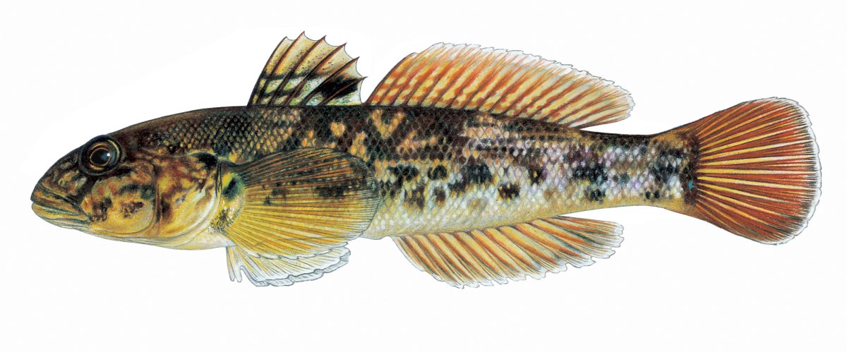 Бычок-кругляк (Neogobius melanostomus)