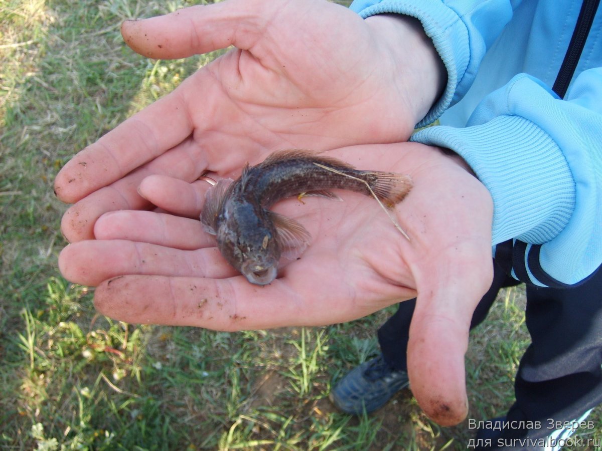 Бычок Бубырь