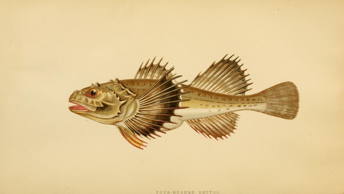 Бычок на Волге