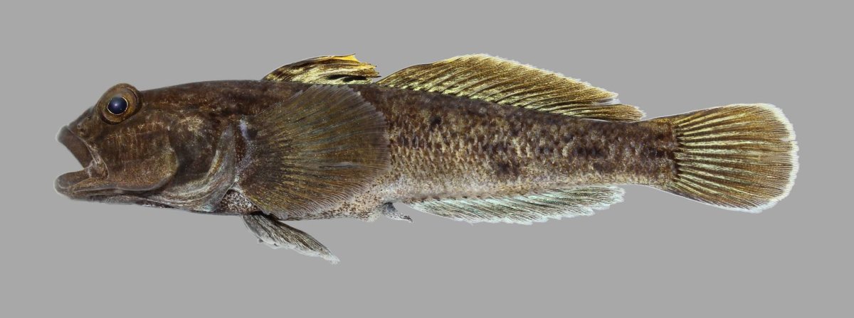 Морской бычок малек