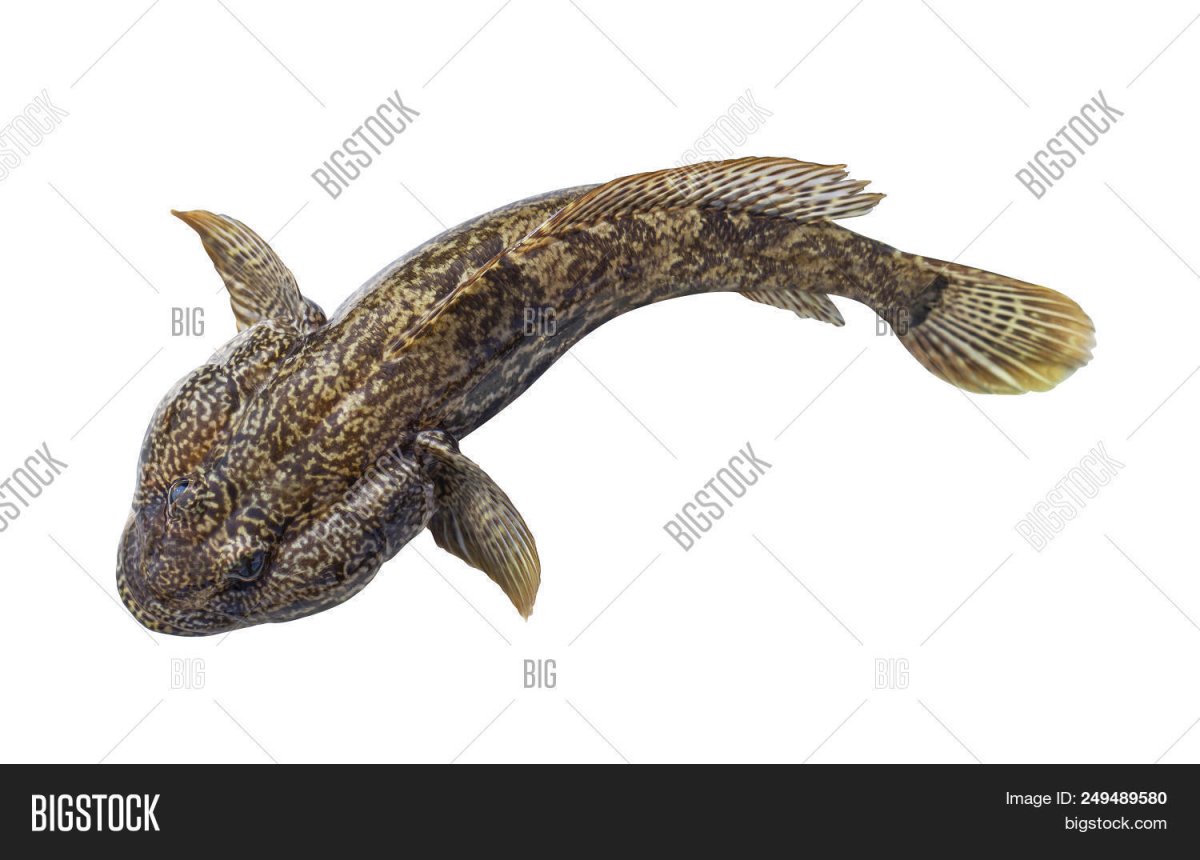 Обыкновенный подкаменщик (COTTUS gobio)