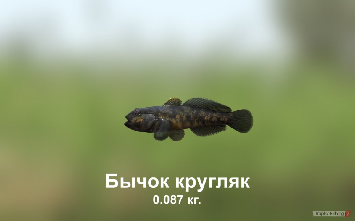 Бычок рыба морской Азовский