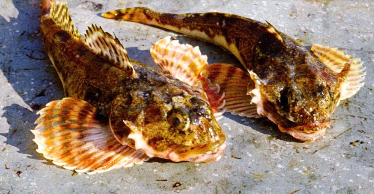 Бычок морской Баренцевое море рыба