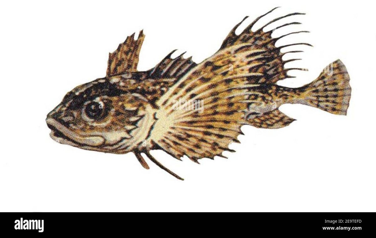 Рыба бычок рисунок