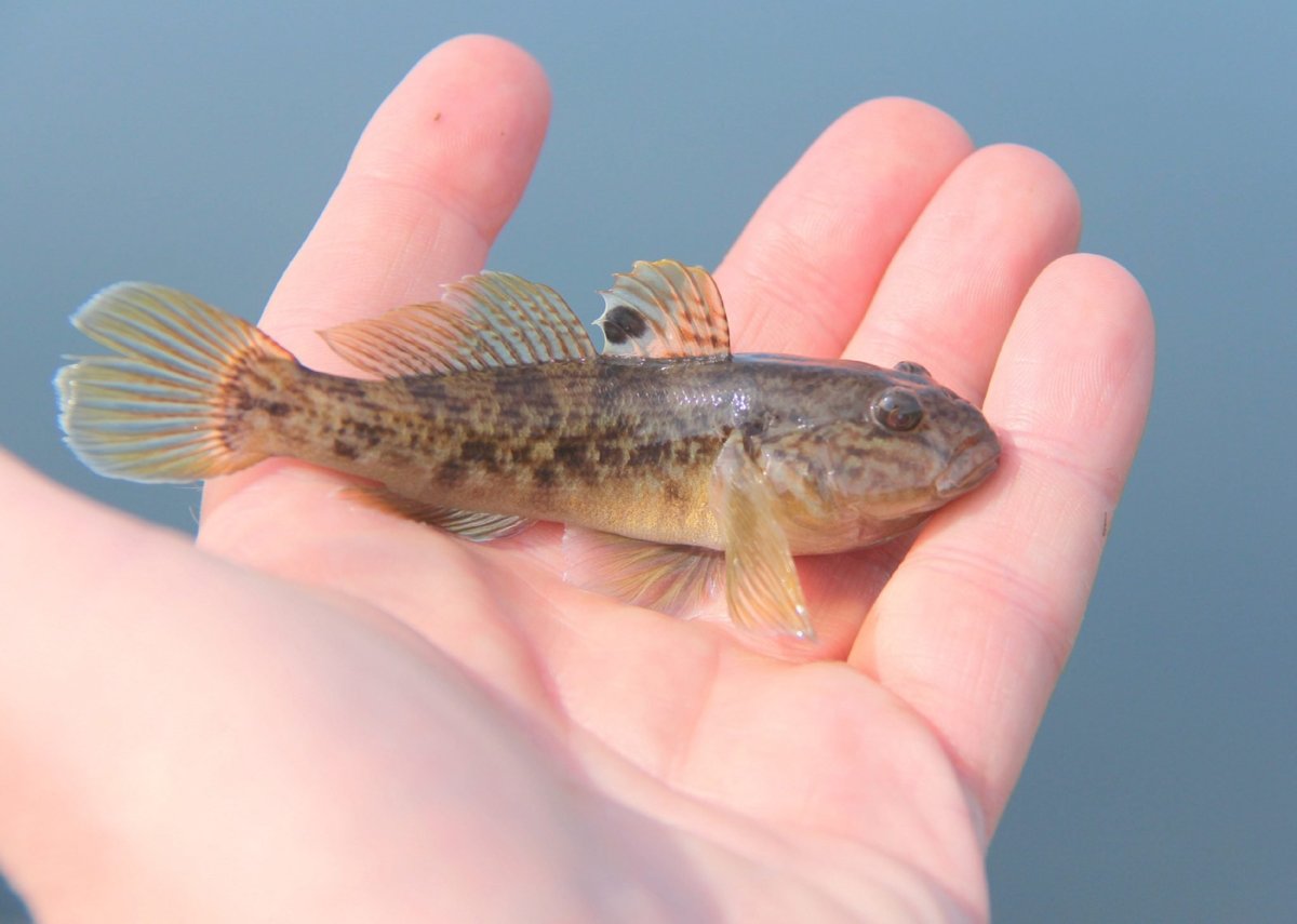 Ротан Речной