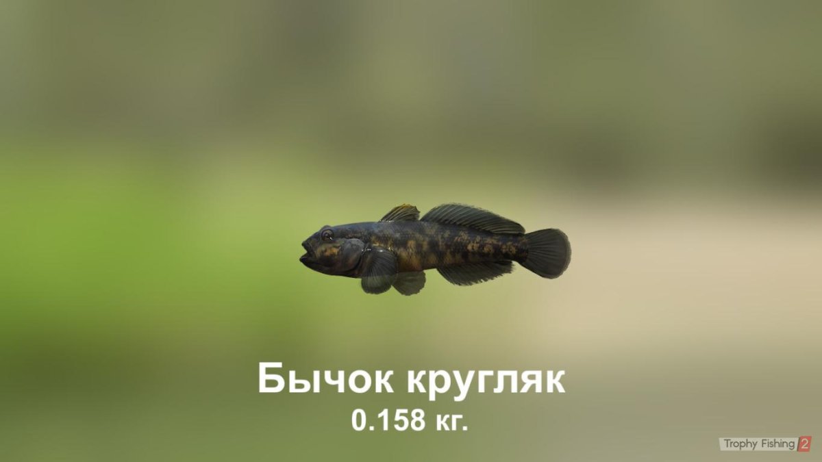 Бычок подкаменщик Сибирский