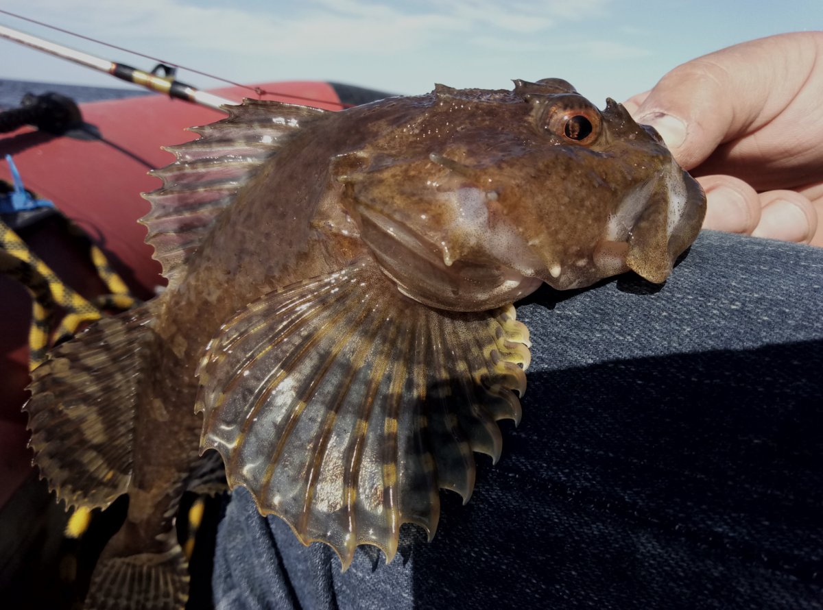 Бычок подкаменщик рыба Речной