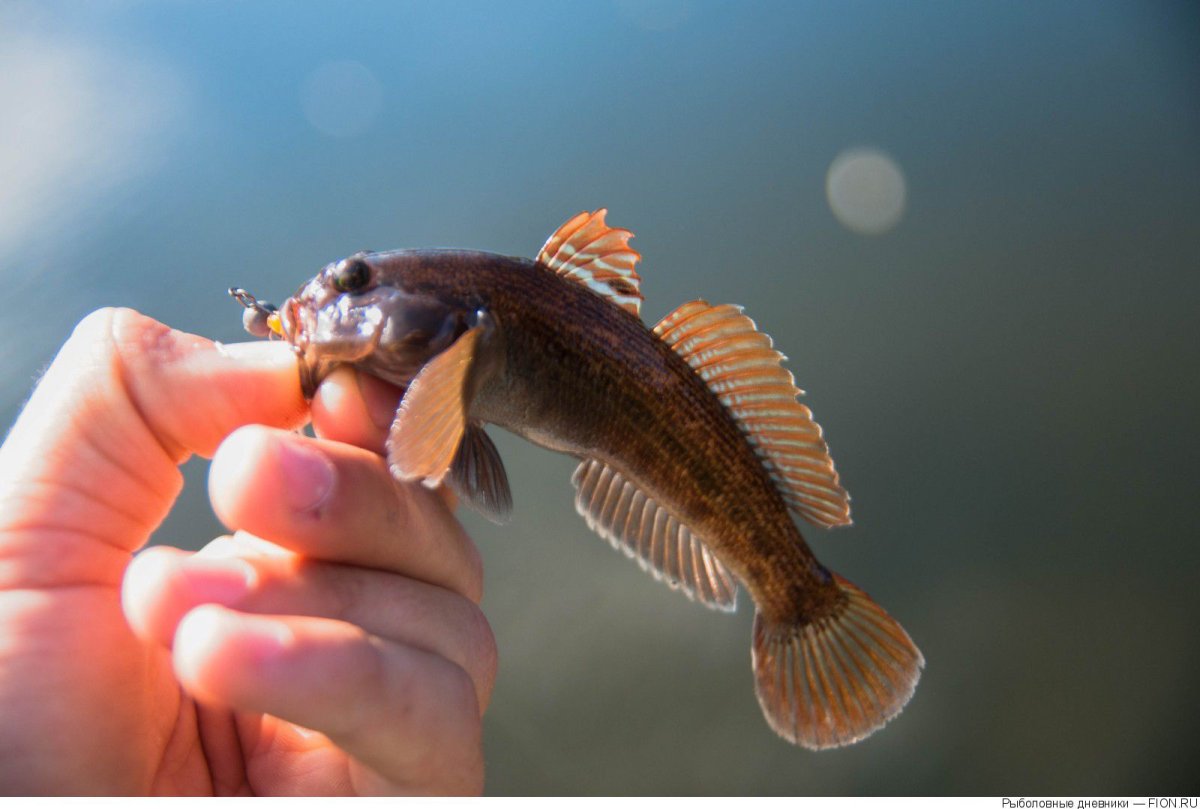 Дальневосточный бычок рыба