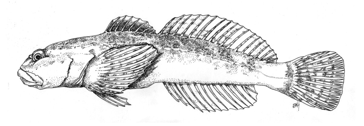 Бычок рыба Баренцева моря
