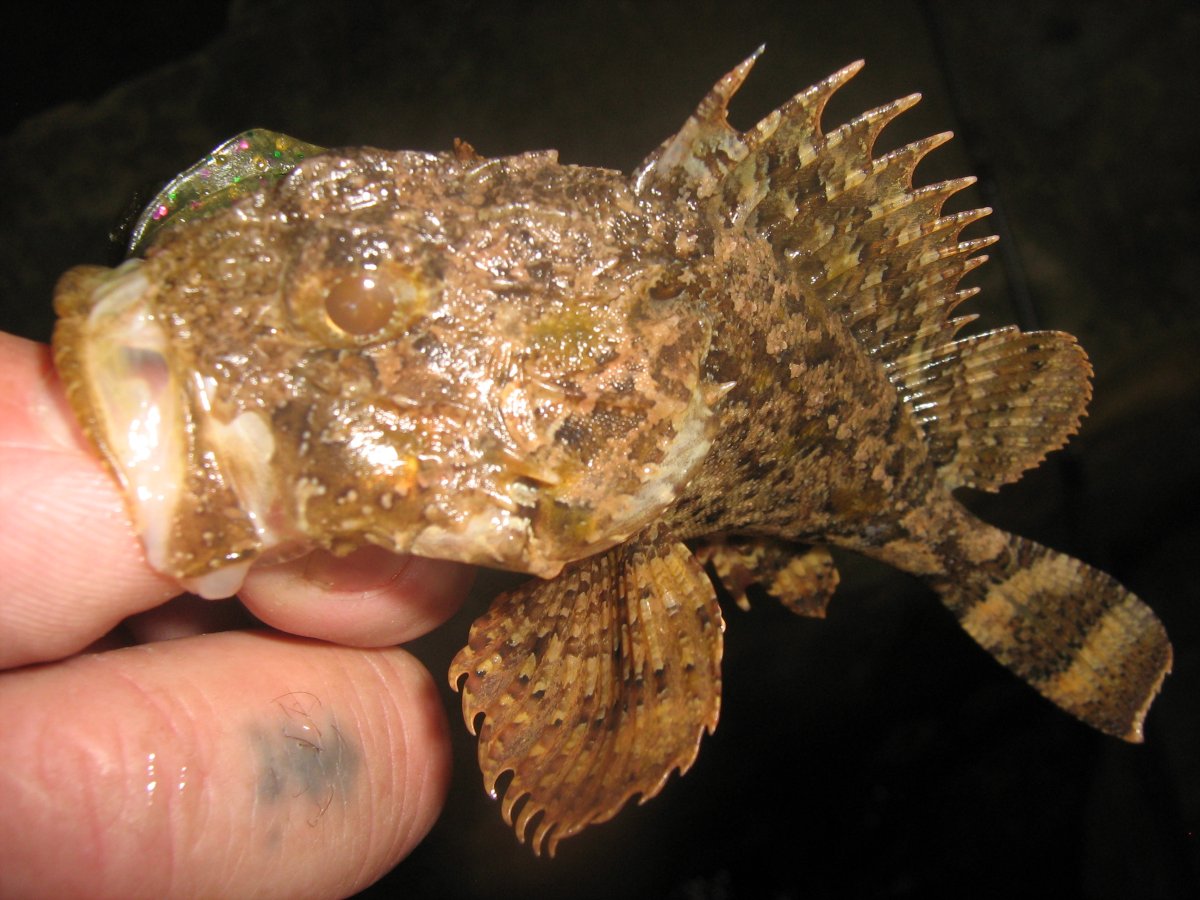 Байкальская большеголовая широколобка -эндемик Байкала