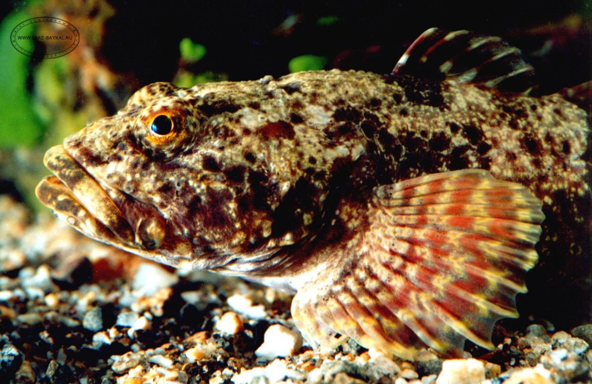 Бычок мартовик