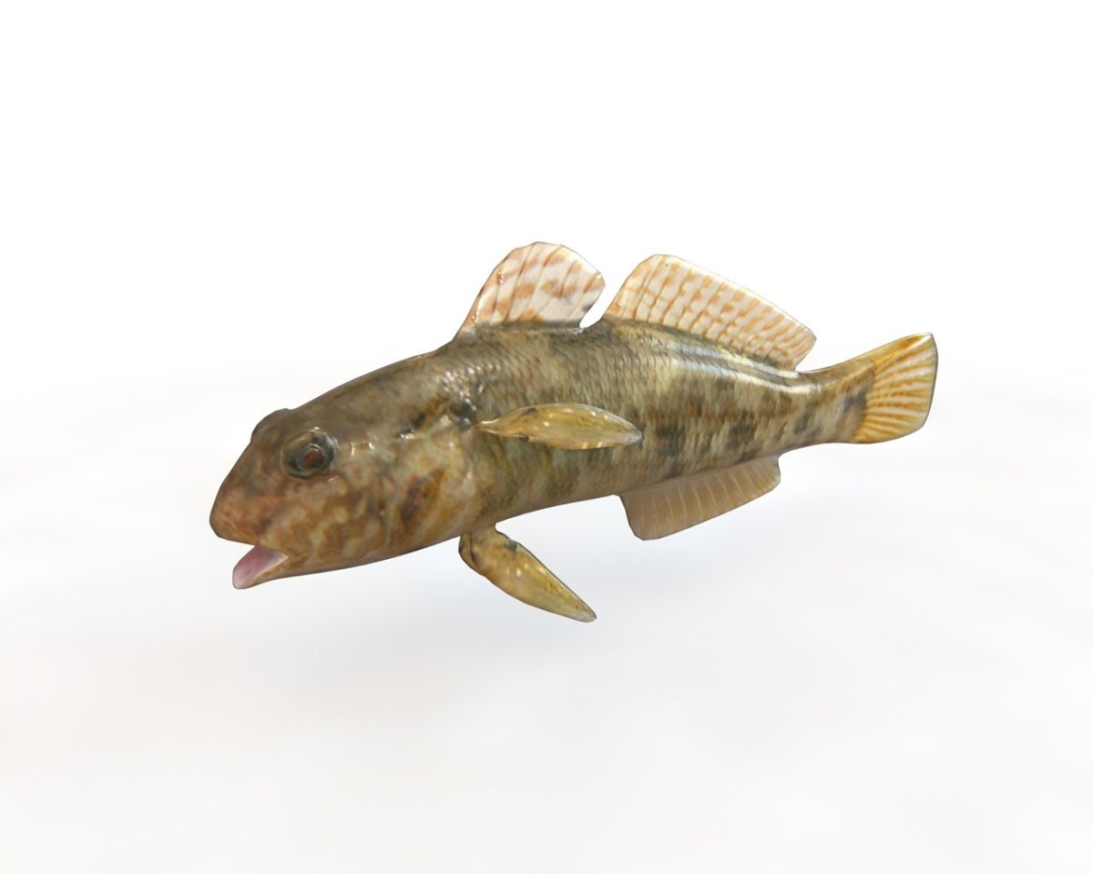 Речной бычок подкаменщик