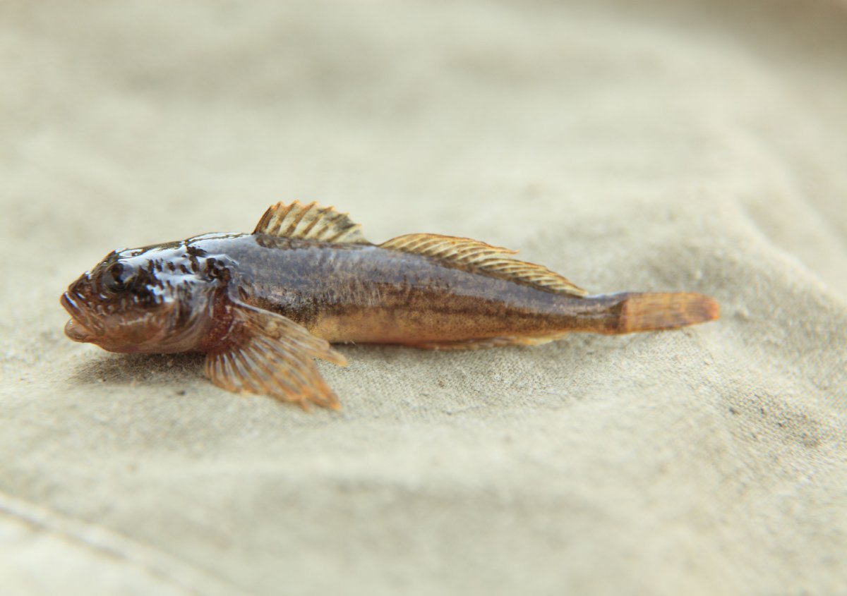 Бычок Черноморский мартовик