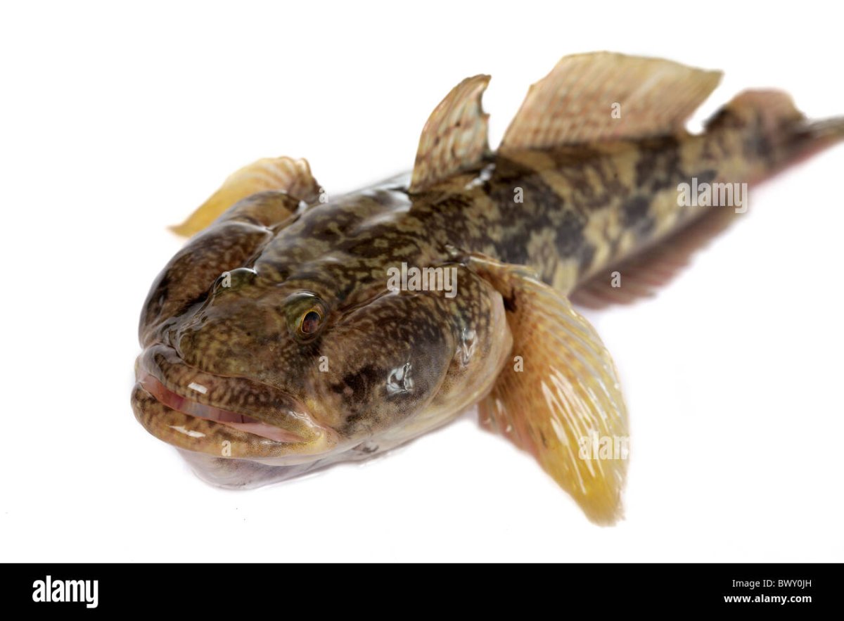 Рыба подкаменщик обыкновенный