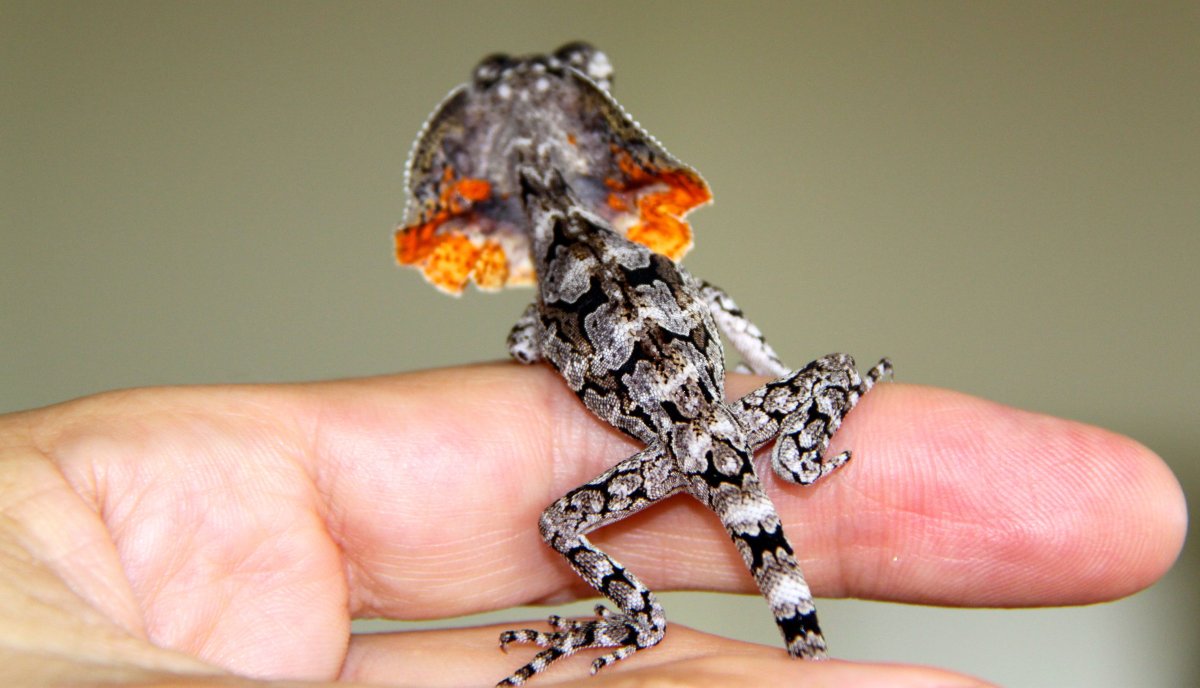 Плащеносная агама