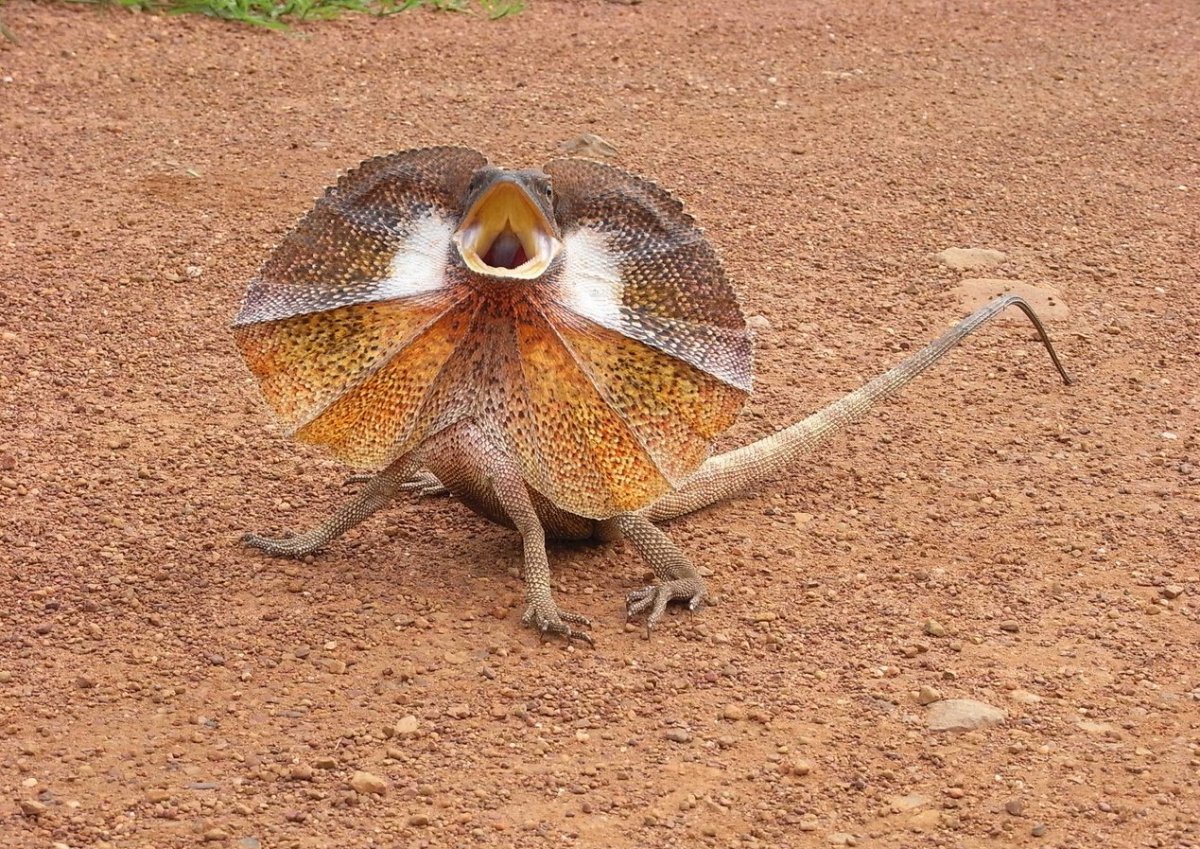 Chlamydosaurus kingii