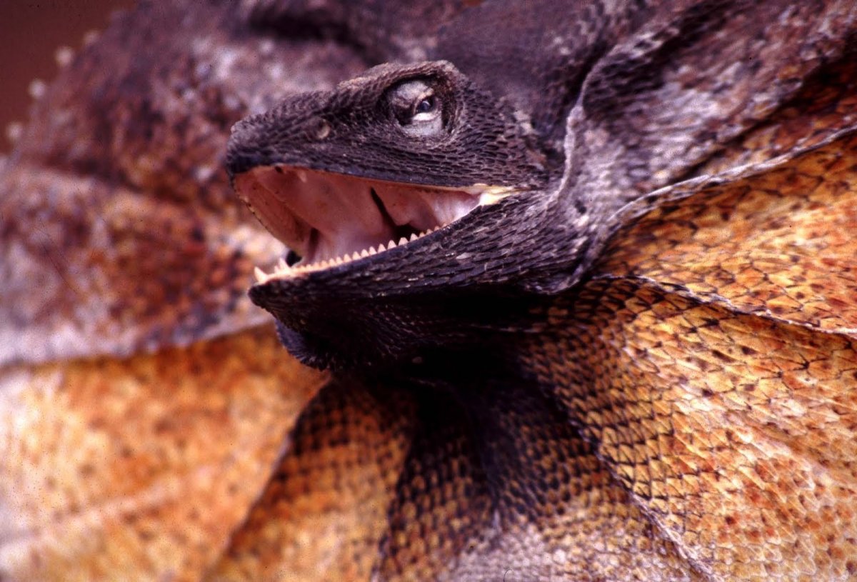 Игуана бородатая агама