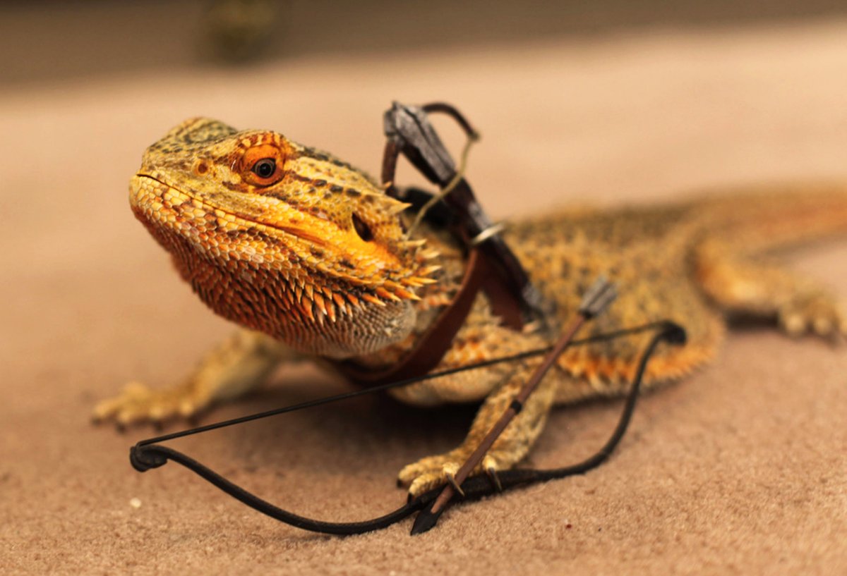 Плащеносная саламандра