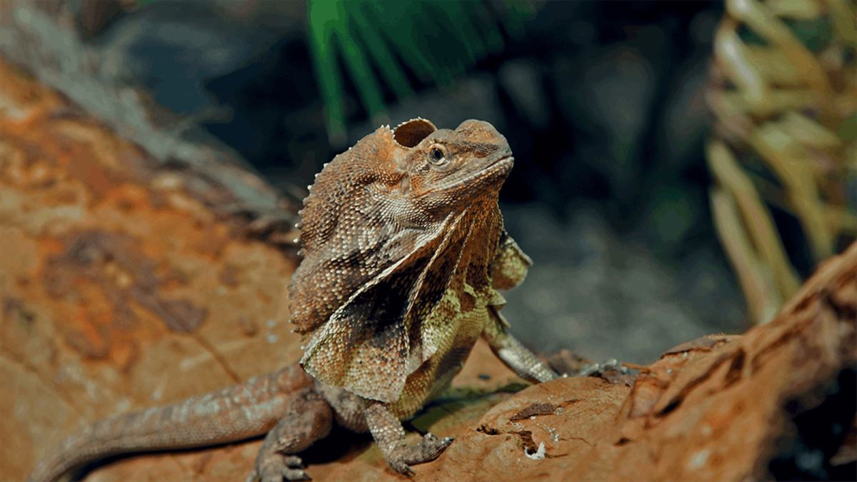 Frill Seeker Lizard