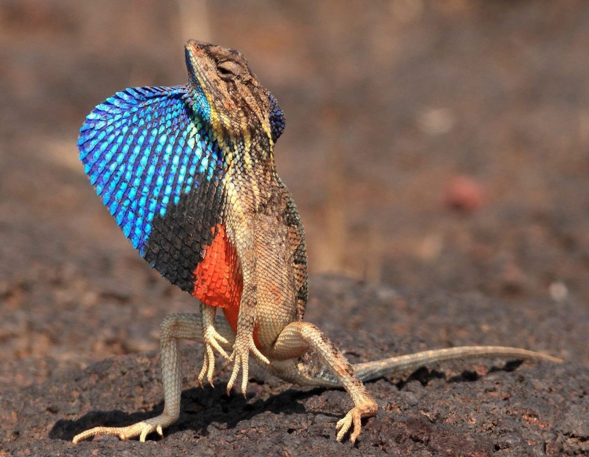 Плащеносная ящерица ящерицы