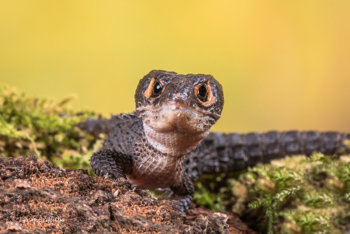 Карпатская ящерица