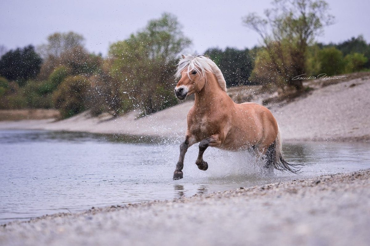Фьорд лошадь масти
