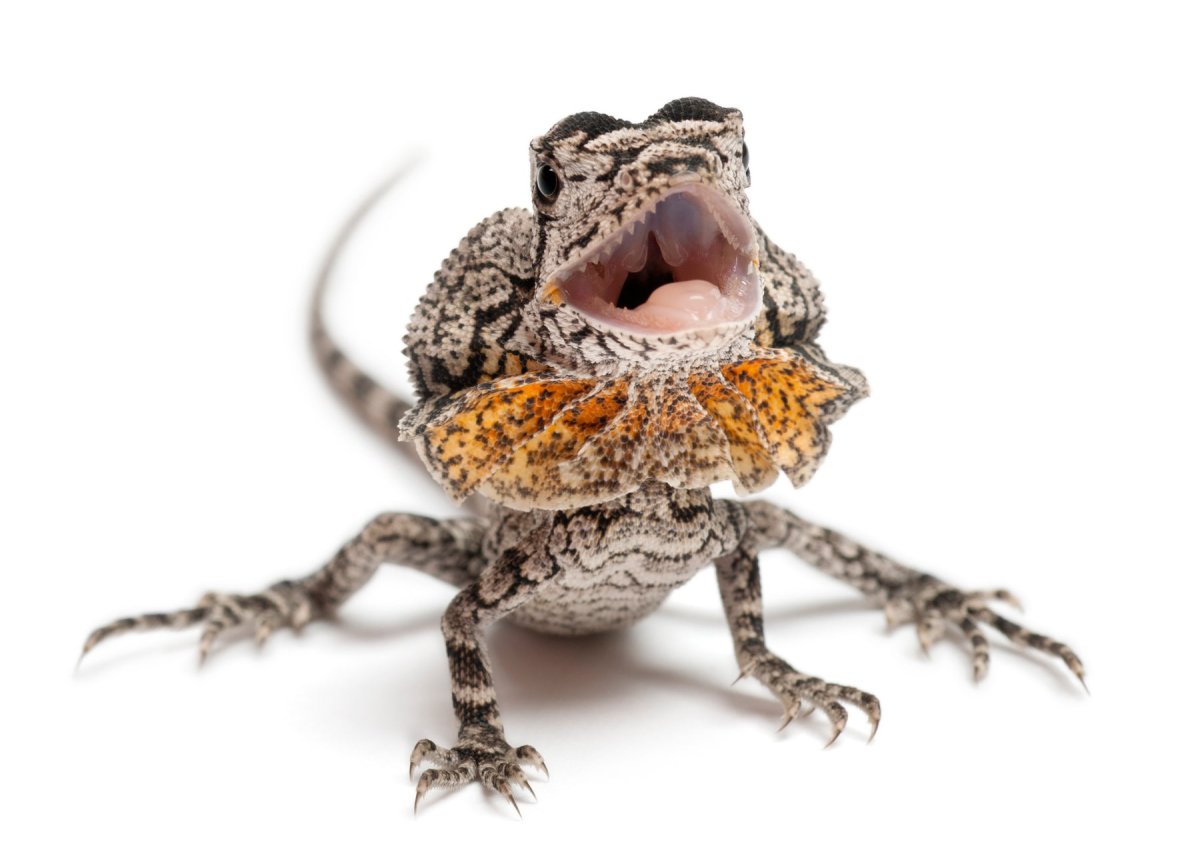 Плащеносная ящерица