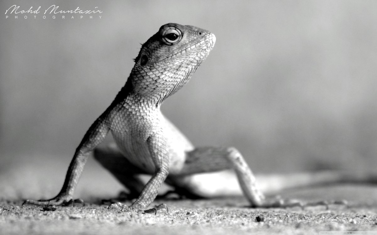 Бородатая агама дракон