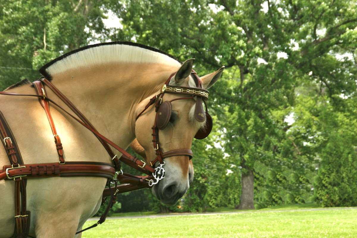 Лошадь Фьорд жеребенок
