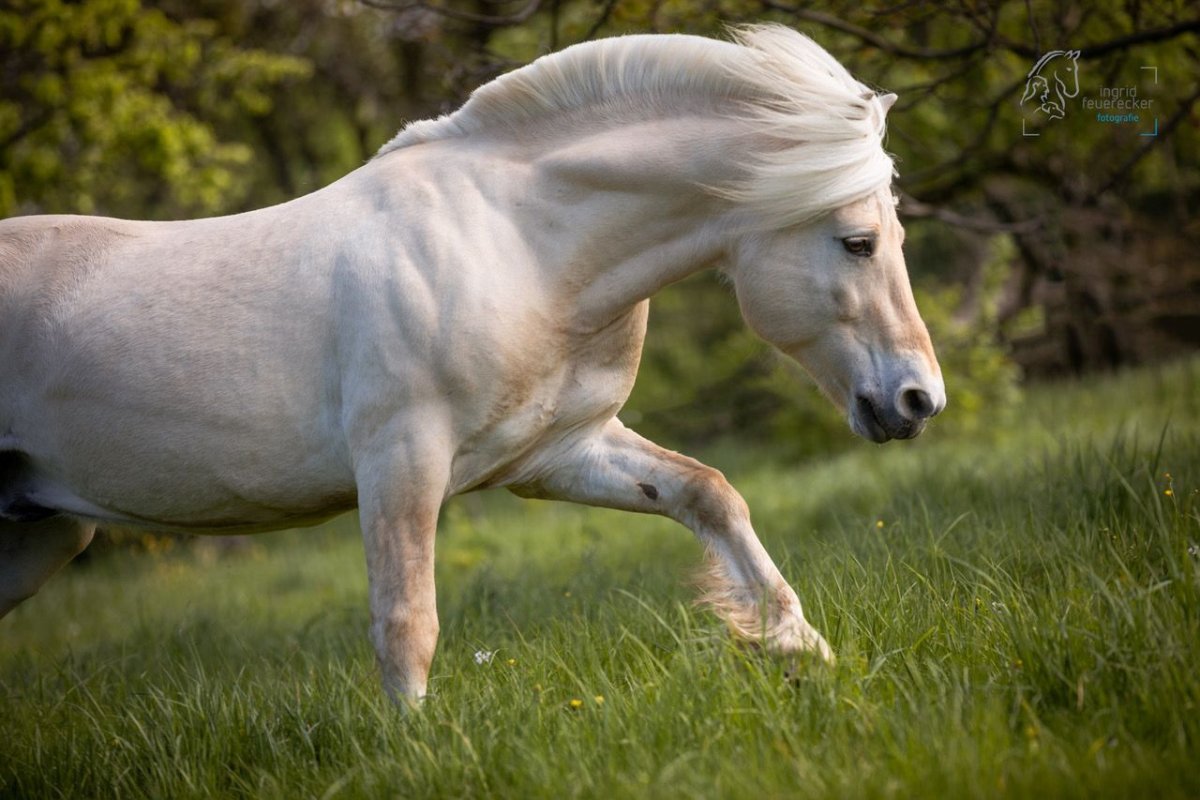 Морда фьорда лошадь