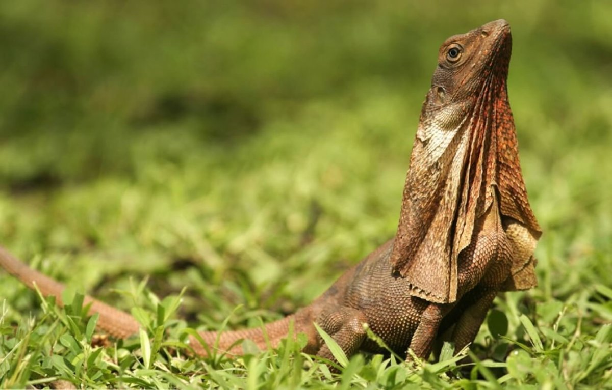 Дракон ящерица игуана