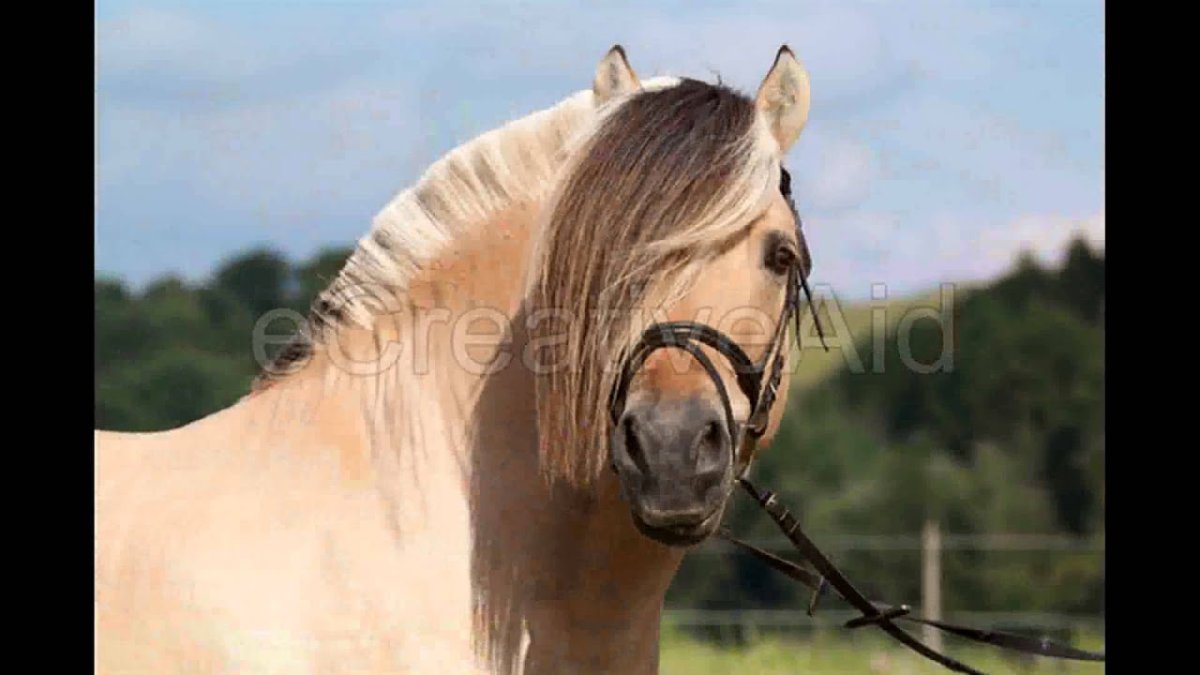 Норвежская фьордская порода лошадей