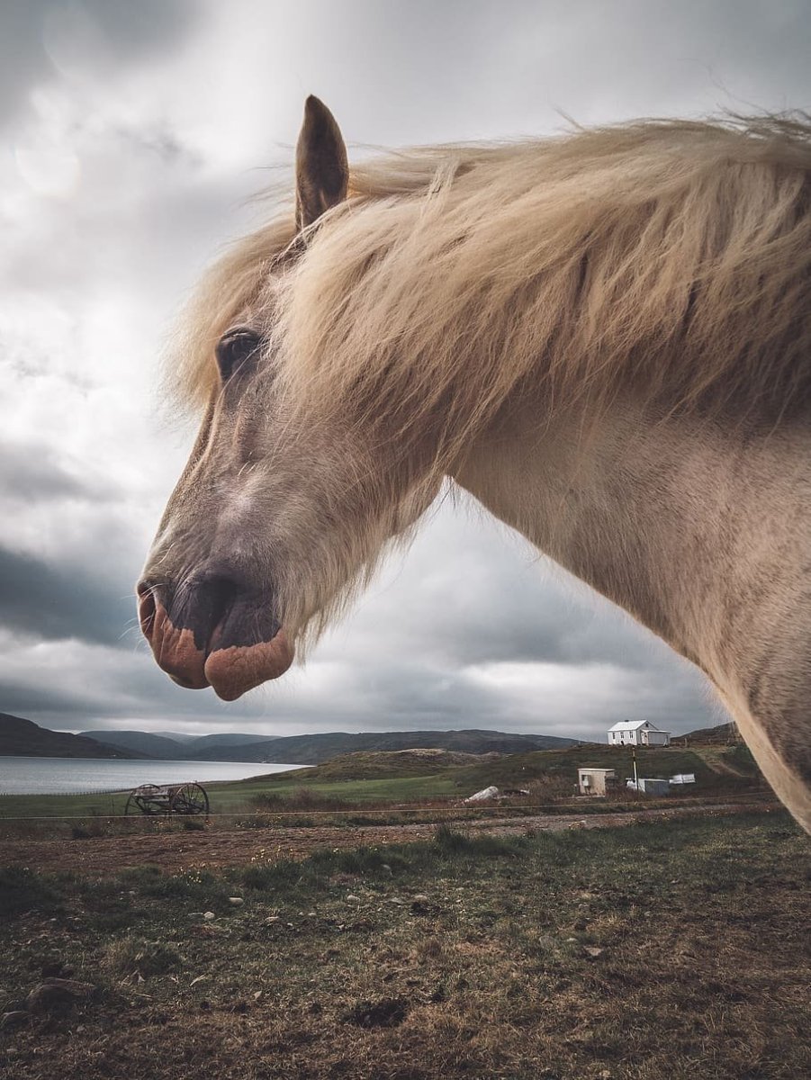 Фьорд лошадь выездка