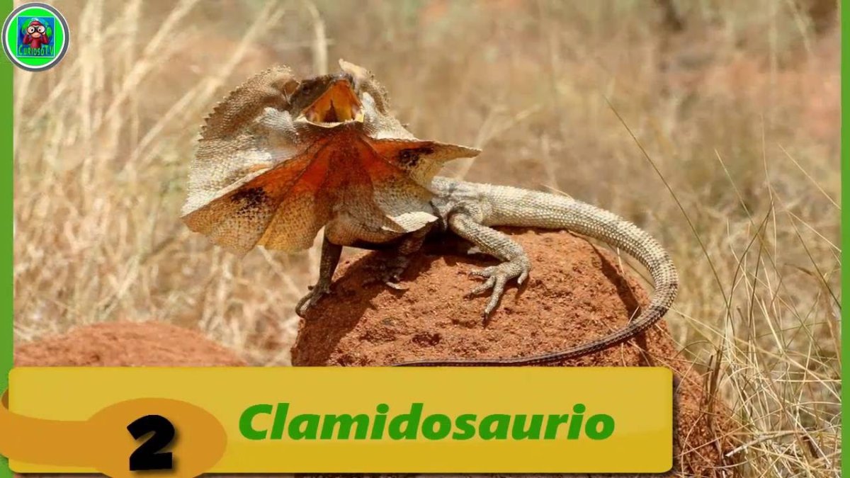 Австралийская плащеносная ящерица