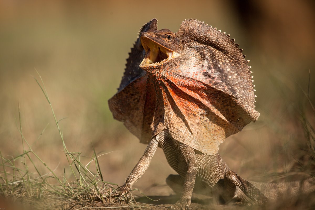 Игуана плащеносная