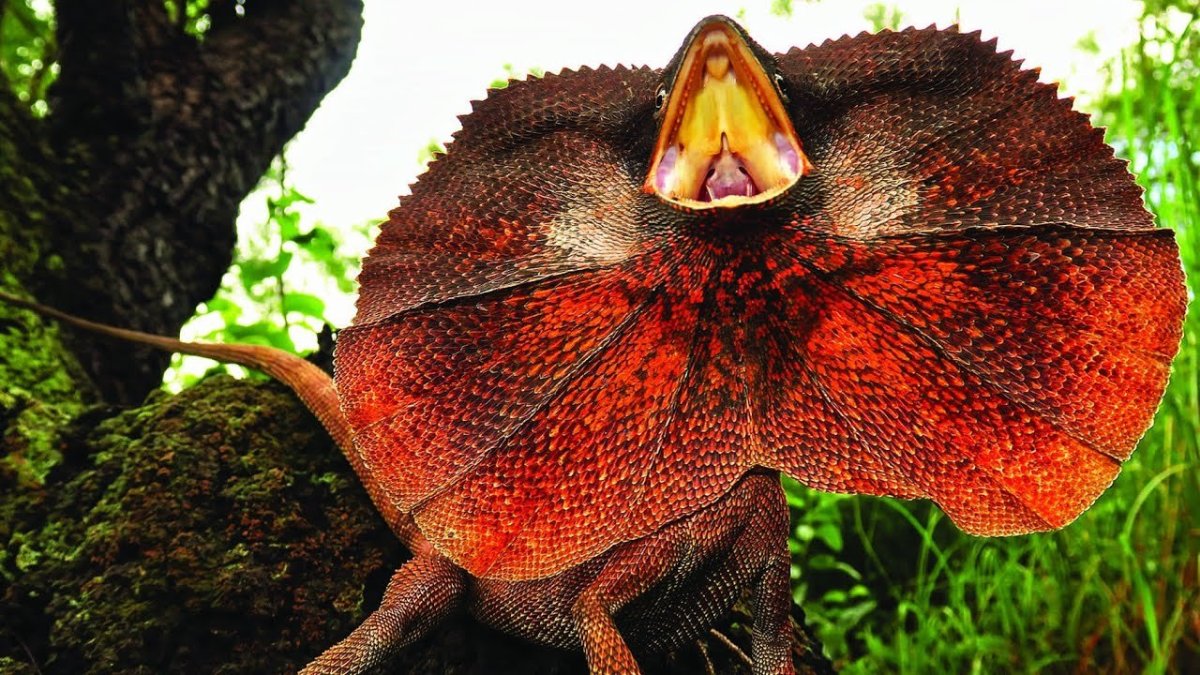 Плащеносная агама