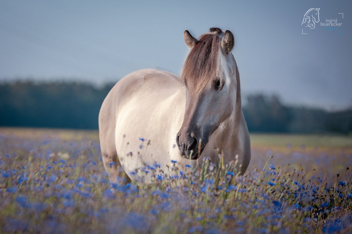 Норвежский пони