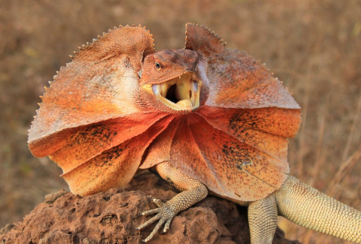 Ящерица агама плащеносная