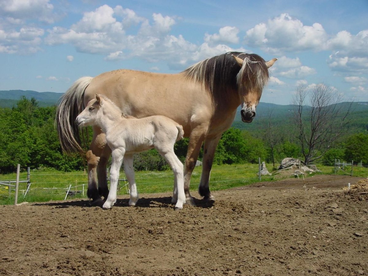 Норвежская фьордская порода лошадей