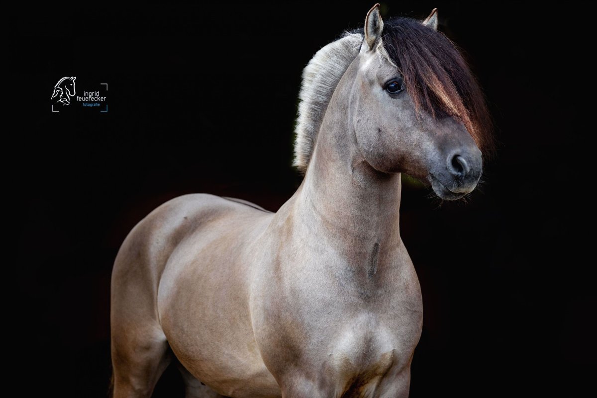 Норвежская фьордская порода лошадей