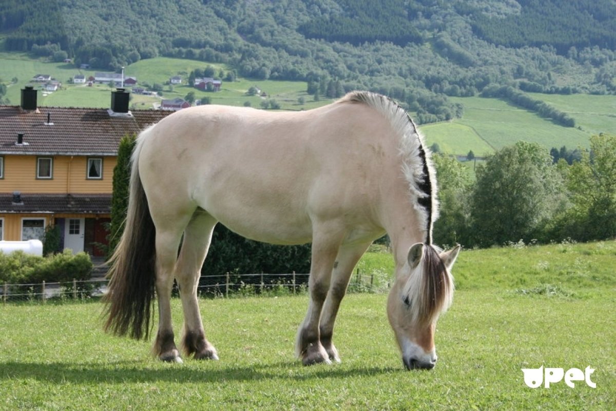 Норвежская лошадь