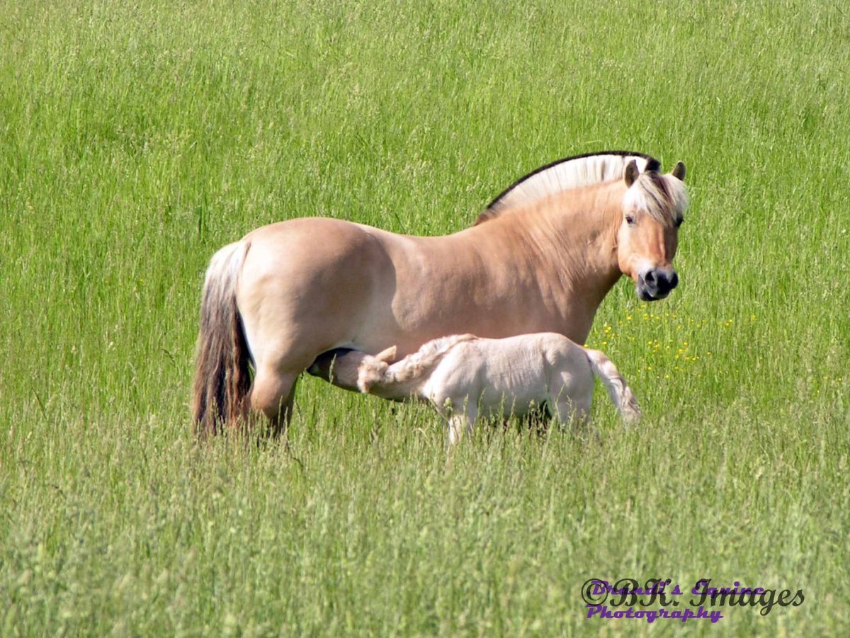 Норвежская фьордская лошадь серая