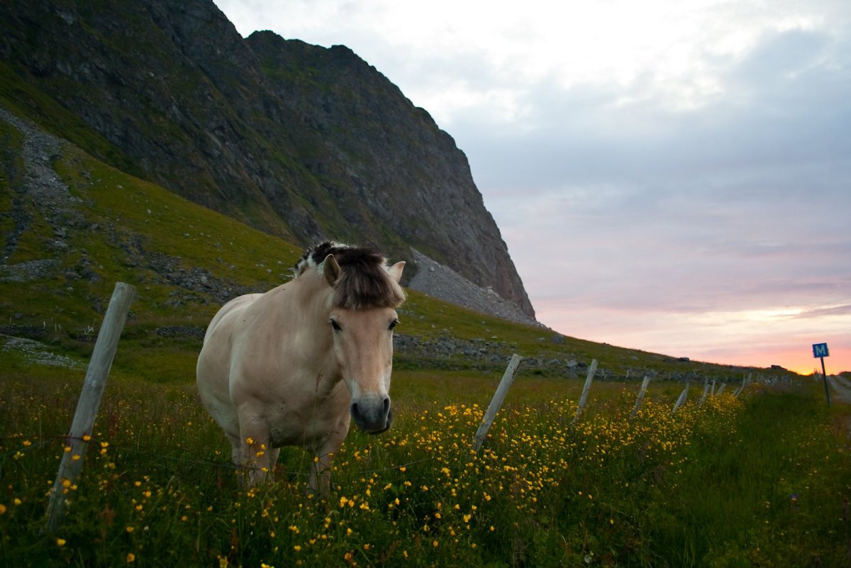 Орловский рысак Андалуз