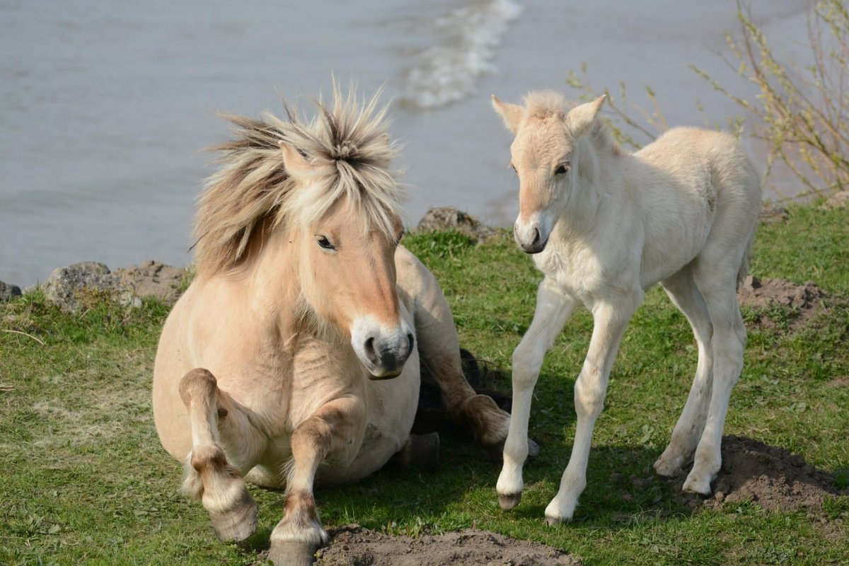 Норвежский Фьорд порода лошадей