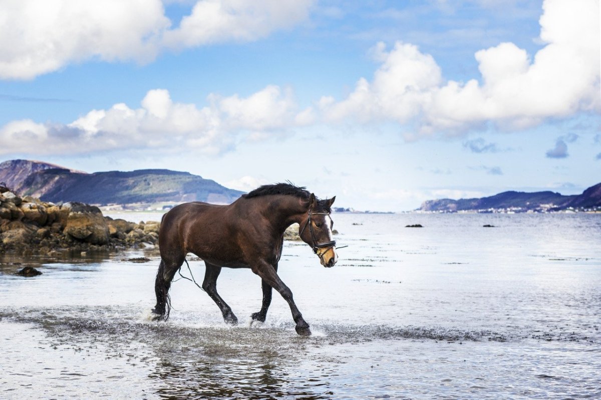 Лошади Эстетика
