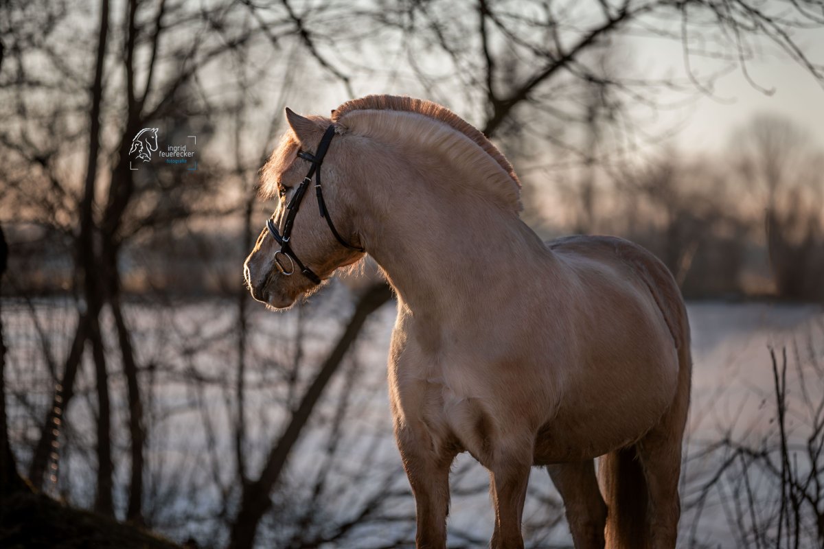Норвежская фьордская лошадь