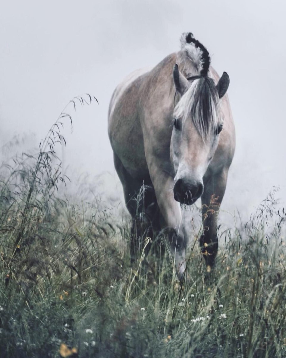 Лошадь с короткой гривой