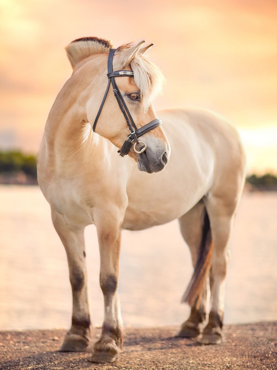 Лошади породы Фьорд