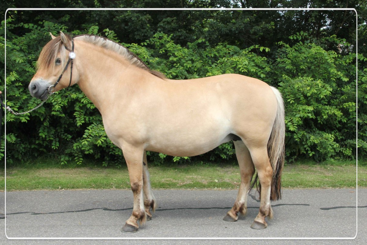 Норвежская фьордская порода лошадей