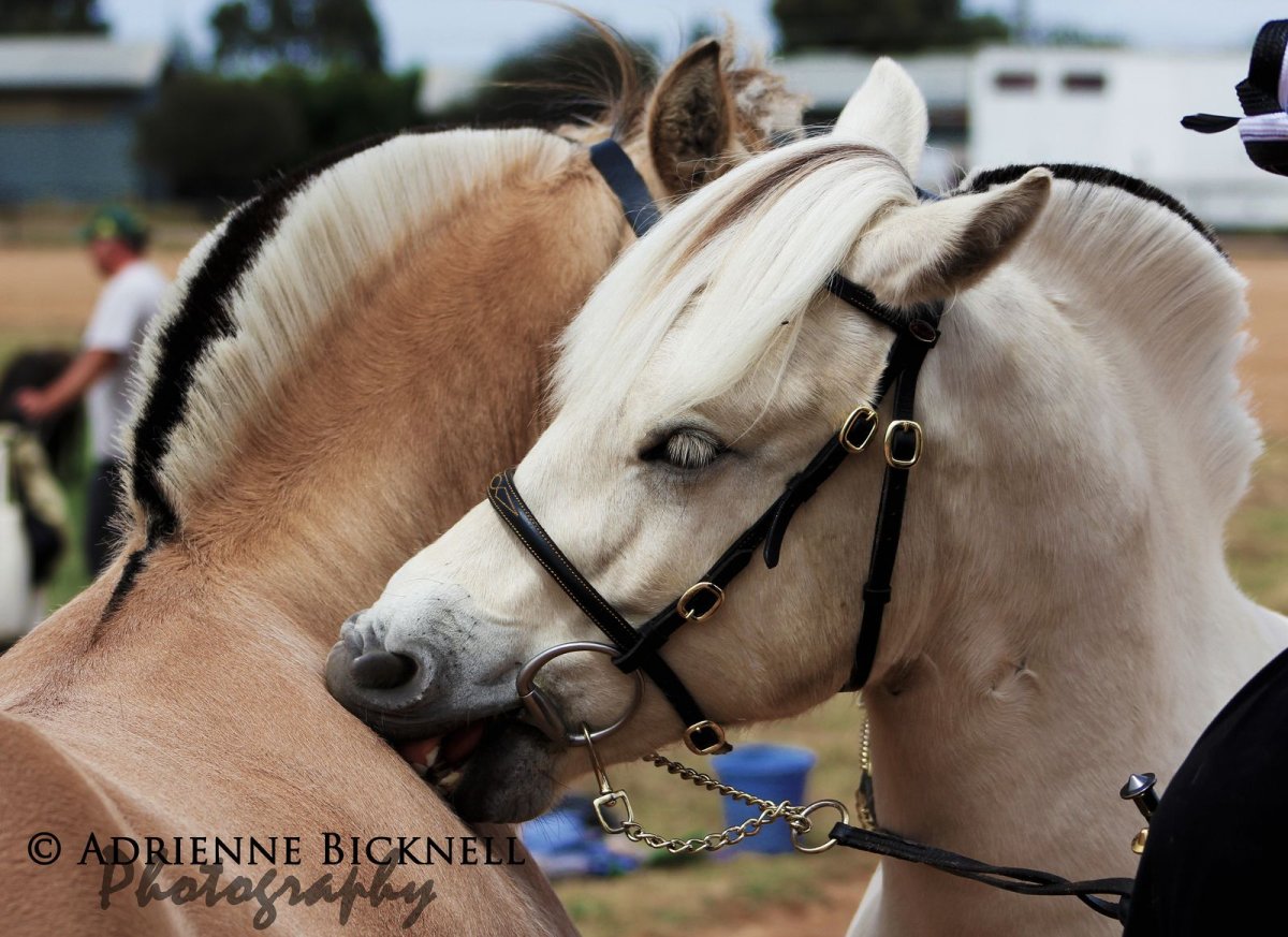 Фьорд жеребенок